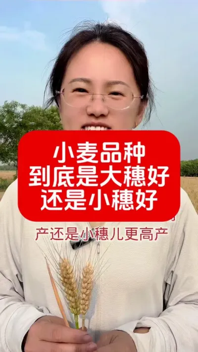 小麦品种，大穗小穗哪个更好 #草本植物 #新农人计划 #种植技术