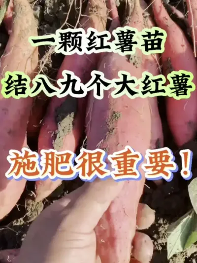 红薯想高产施肥很重要#红薯种植 #红薯高产 #红薯高产种植 #红薯高产种植管理方案