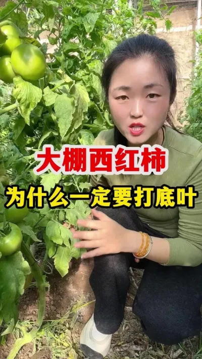 种植西红柿为什么要打底叶？ #西红柿种植 #西红柿种植技术 #农技知识分享