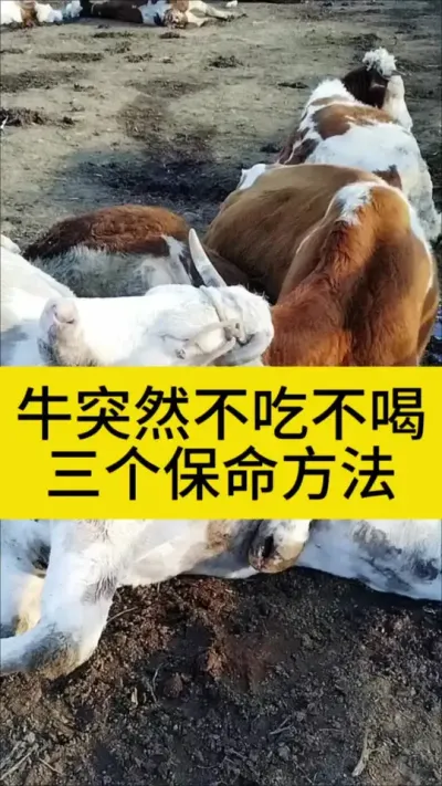 牛不吃不喝，三个保命方法#养牛人 #科学养牛 #养牛技术 #养牛 #农村养牛