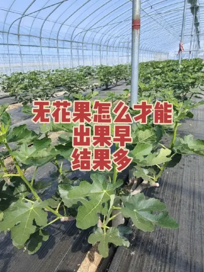把自己这些年种植无花果的经验分享给大家，觉得有用点个赞 #耿记无花果种植专业合作社 #无花果树苗