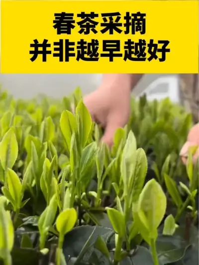 春茶采摘并非越早越好，你了解吗？#茶树 #茶树管理技术与指导 #春茶 #茶树种植