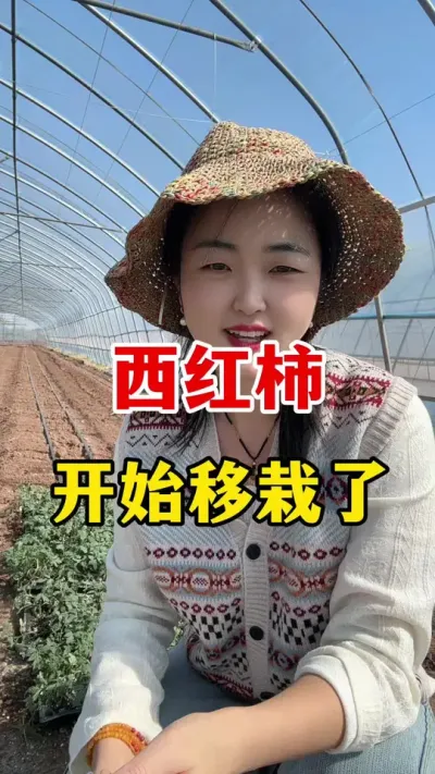 今天西红柿开始移栽了 #西红柿种植 #西红柿种植技术