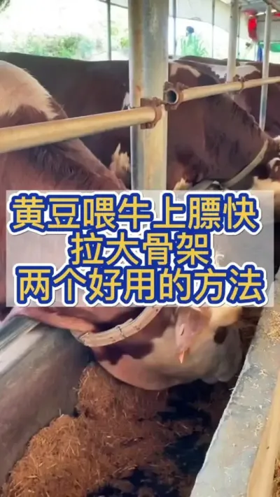 黄豆喂牛上膘快，拉大骨架，两个好用的方法分享给你#养牛人 #农村养牛 #科学养牛 #养牛技术 #养牛