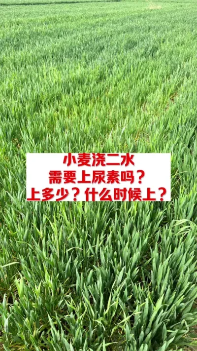 小麦浇二水，还能上尿素吗？ #支持三农扶持三农发展 #分享农业知识帮农民增产增收 #关注我每天为你分享更多农业知识 #农业技术推广
