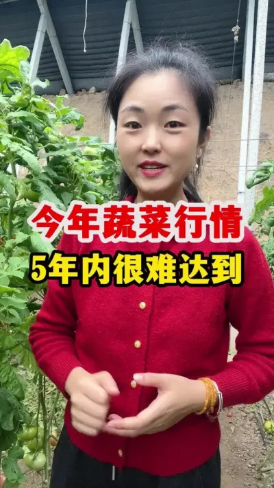 未来五年内蔬菜行情可能很难再达到今年这样的高度了 #西红柿种植 #农业种植技术 #农业种植