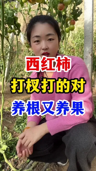西红柿打杈打得好养根又养果 #西红柿种植 #西红柿种植技术