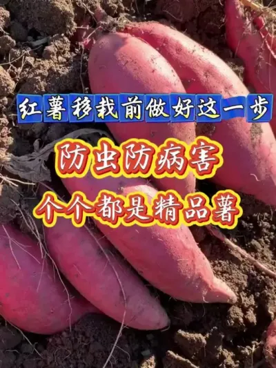 红薯移栽前做好这一步防虫防病害#红薯高产种植  #红薯高产  #红薯种植  #红薯种植技术