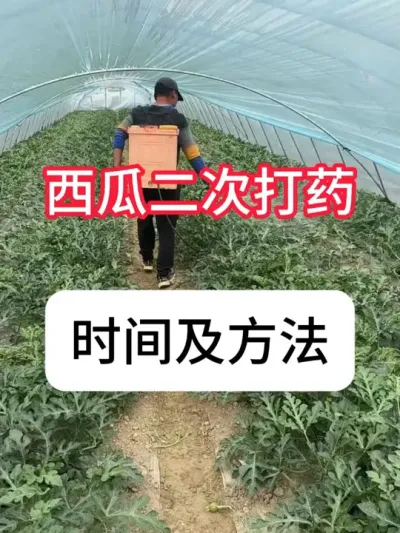 西瓜第二次打药，用哪些药 #西瓜种植技术 #种植小技巧 #西瓜管理 #抖音助农 #真赞农业