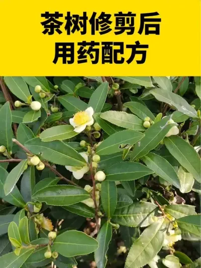 茶树修剪后用药配方#茶树 #茶树种植 #茶树管理技术与指导