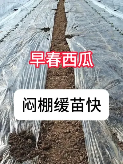 西瓜种植 种早春西瓜要注意哪些？一定要闷棚#农业种植 #农业大棚 #西瓜种植 #新农人计划 #真赞农业