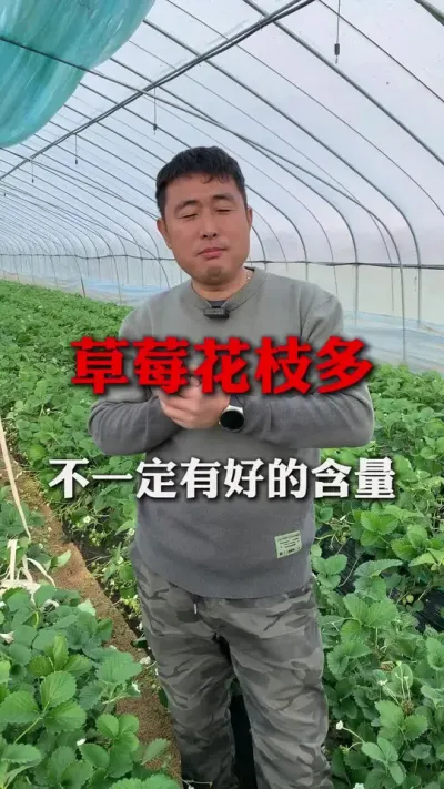 花枝多不一定有高产量#草莓 #草莓种植技术 #分享农业知识帮农民增产增收 #草莓熟了