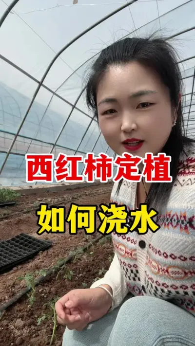 西红柿定植该如何浇水？ #西红柿种植#西红柿种植技术