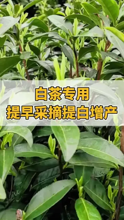 白茶专用，提早采摘提白增产#茶树 #茶树管理技术与指导 #白茶 #春茶