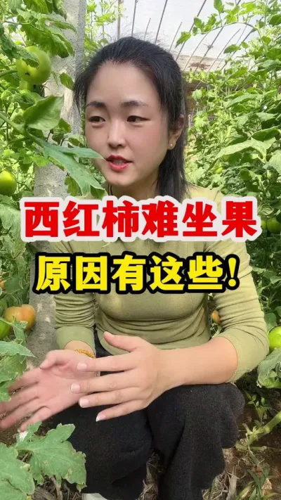 西红柿难坐果到底什么原因 #西红柿种植 #西红柿种植技术