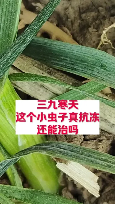 三九寒天， 这种小虫子还真冻不死，怎么办。#分享农业知识帮农民增产增收 #关注我每天为你分享更多农业知识