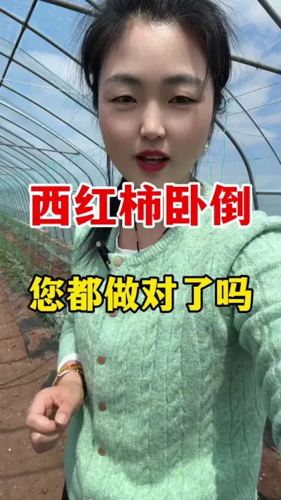 西红柿卧倒您都做对了吗#西红柿种植 #西红柿种植技术