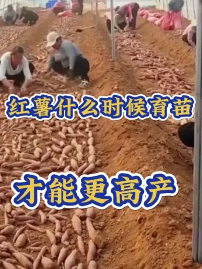 红薯什么时候育苗才能更高产#红薯种植 #红薯高产种植 #红薯高产 #红薯种植知识