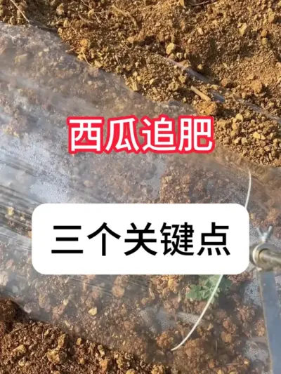 西瓜种植 西瓜追肥3个方法，效果好还省钱 #农业种植 #三农 #西瓜 #种植小技巧 #真赞农业