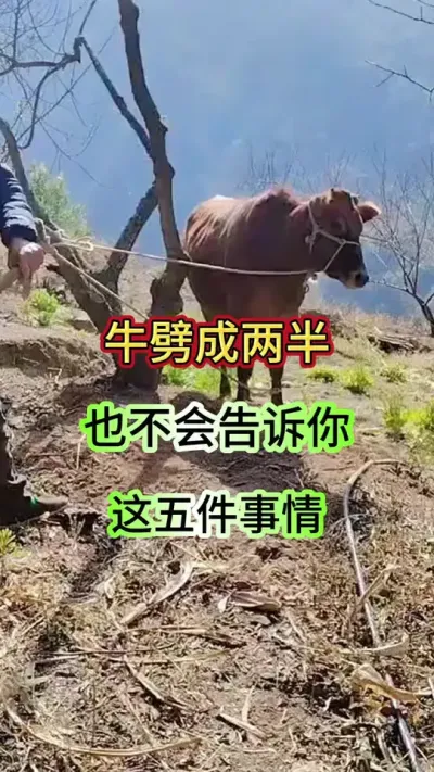 养牛不会告诉你的5件事#养牛 #养牛人 #牛羊养殖 #三农 #养殖