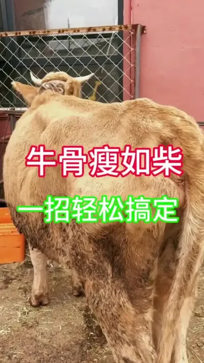 牛骨瘦如柴，一招轻松搞定#养牛 #养牛人 #养牛技术 #牛羊养殖 #全国养牛人