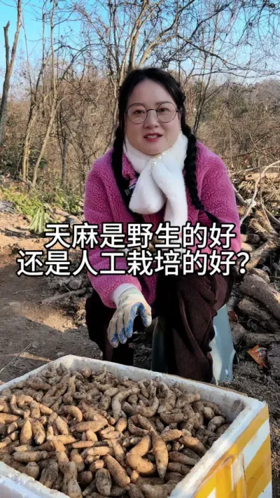 天麻是野生的好还是人工栽培的好 #农业技术推广 #天麻种植 #技术分享 @抖音小助手