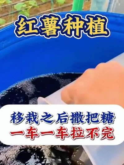 红薯移栽撒把糖，一车一车拉不完 #红薯种植 #红薯种植技术 #红薯高产 #红薯高产种植 #农业种植