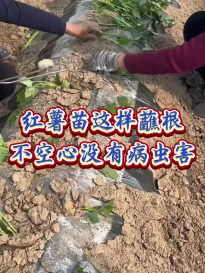 红薯苗蘸蘸根不空心没有病虫害#红薯高产种植  #红薯高产  #红薯种植 #红薯种植管理