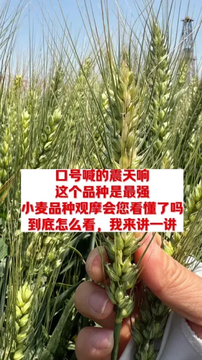 小麦品种观摩会到底怎么看？ #抗倒春寒麦种 #农作物 #三农种植