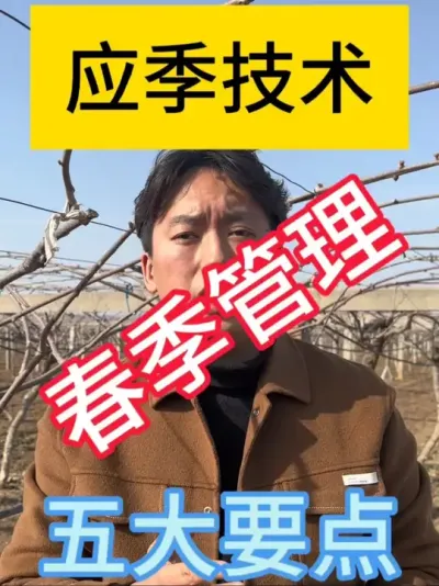 猕猴桃🥝春季管理五大要点！！！ 冻害、病虫害、修剪、地面、水肥缺一不可，做好前期管理，为全年提质增收打好基础#2025新农人计划 #猕猴桃种植 #猕猴桃