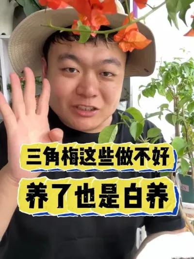 三角梅这些做不好，养了也是白养。 #养花 #养花小知识 #花卉 #花卉绿植 #盆栽