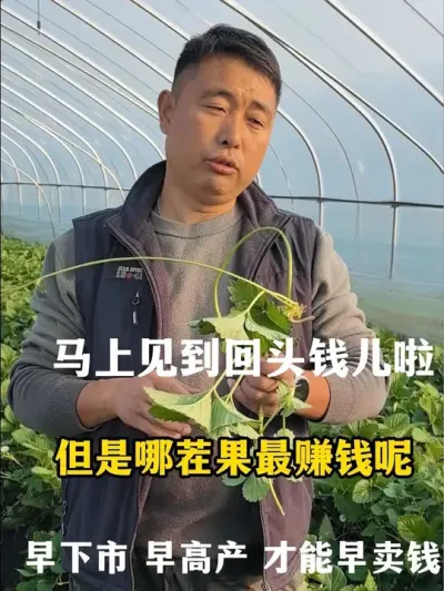 草莓哪茬果最赚钱#草莓 #草莓🍓 #草莓采摘园 #三农种植 #dou来一起种草莓