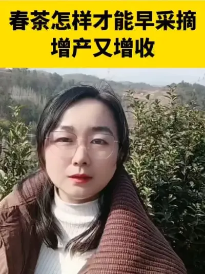 春茶怎样才能早采摘，增产又增收#茶树 #茶树管理技术与指导 #春茶采摘 #采茶