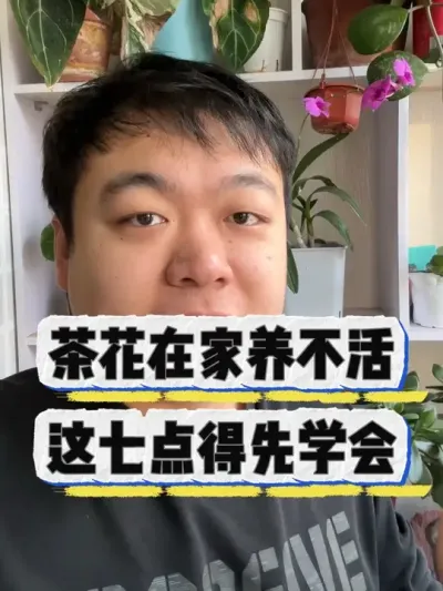 茶花在家养不活，这七点学会很关键。 #养花小知识 #花卉绿植 #养花 #花卉 #盆栽