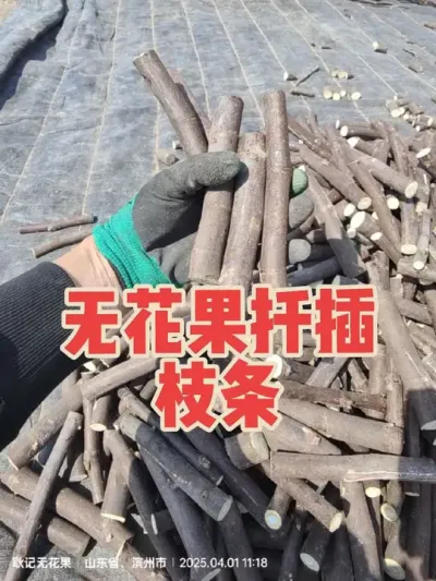 自用扦插育苗枝条，略有剩余，品种有波姬红和芭劳奈#耿记无花果种植专业合作社 #无花果树苗