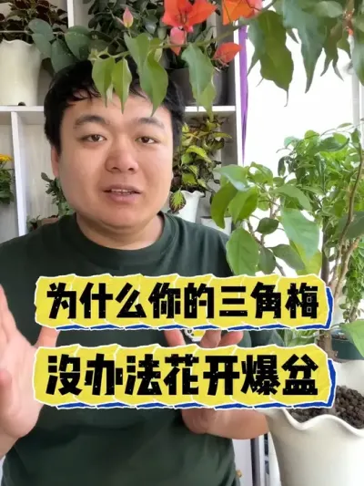 为啥你的三角梅，没办法花开爆盆。 #养花 #养花小知识 #花卉 #花卉绿植 #盆栽