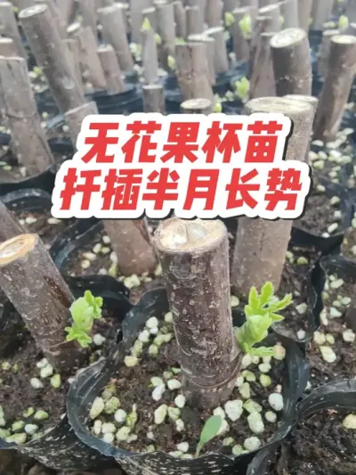 在北方，无花果现在扦插育苗只有暖棚才行，到开春三月份就妥妥滴长成壮苗#耿记无花果种植专业合作社 #无花果杯苗