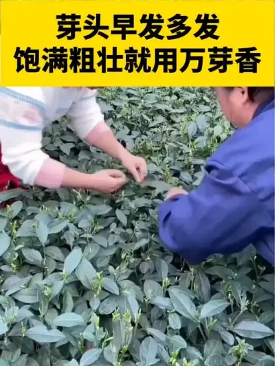 芽头早发多发饱满粗壮就用万芽香#茶树 #茶树管理技术与指导 #采茶 #春茶采摘