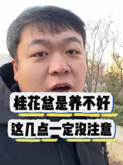 养桂花怕浇死，怕养不好？这几点有可能没做对。 #养花小知识 #花卉 #养花 #花卉绿植 #桂花