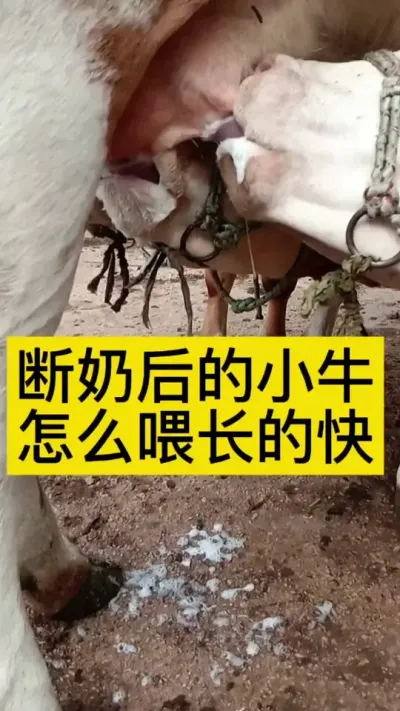 断奶后的小牛这样喂，消化吸收快，骨架大，上膘也快啦#养牛人 #农村养牛 #犊牛 #服务三农支持三农 #养牛技术
