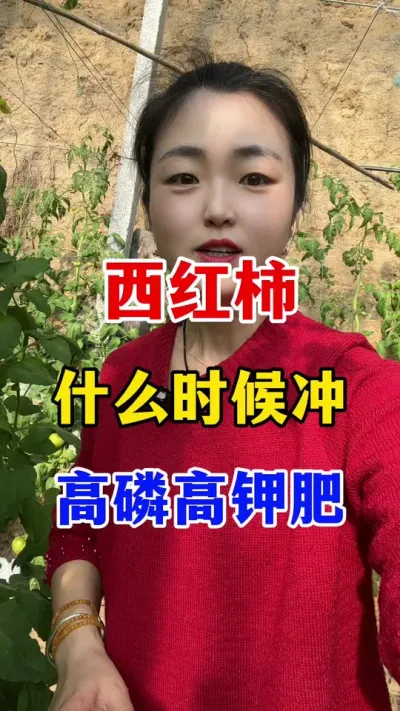 西红柿到底什么冲高磷跟高钾肥？ #西红柿种植 #西红柿种植技术