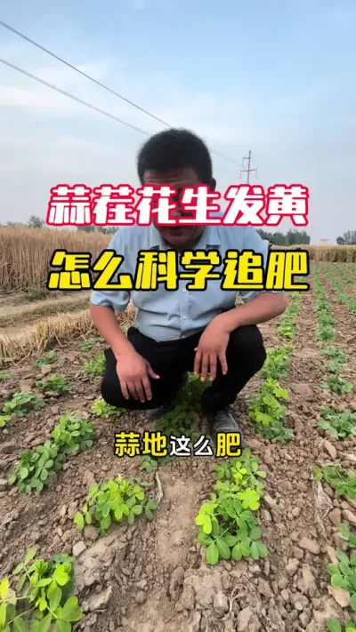 大蒜茬花生发黄是什么原因？应该怎么追肥#花生种植 #花生高产 #花生管理#花生高产种植 #毛国富大田高产管理