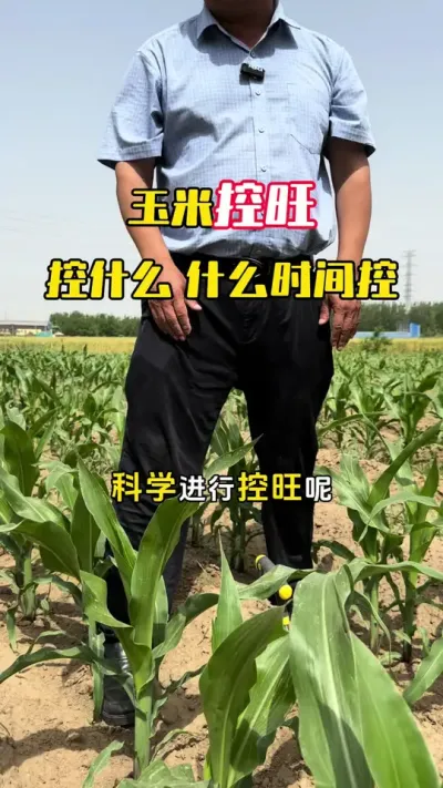 玉米怎么科学控旺，什么时间控#玉米种植 #玉米高产#玉米控旺 #玉米管理 #毛国富大田高产管理