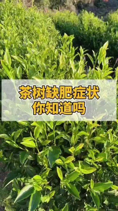 茶树缺肥症状你知道吗#茶树 #茶树管理技术与指导 #茶农茶事 #茶树种植