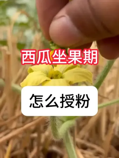 西瓜种植 怎么点花授粉率高，西瓜点花技巧#农业种植 #种植小技巧 #西瓜 #服务三农支持三农#真赞农业
