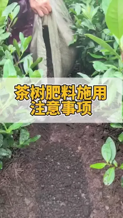 茶树肥料施用注意事项#茶树管理技术与指导 #茶树 #茶农茶事 #茶树种植