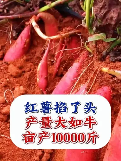 红薯想要产量高，掐头必须少不了 #红薯种植 #红薯种植技术 #红薯高产 #红薯高产种植  #农业种植