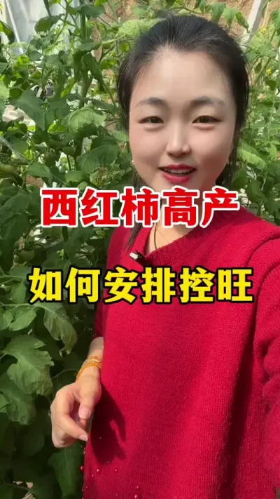 西红柿如何来控旺花多果多 #西红柿种植 #西红柿种植 技术