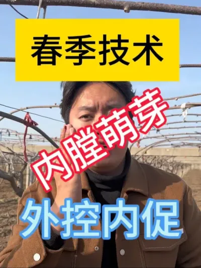 猕猴桃如何促进内膛萌芽？ 修剪管理是关键，不盲目，不跟风，选择合适的管理方法，保证连年高产#2025新农人计划 #猕猴桃种植 #猕猴桃