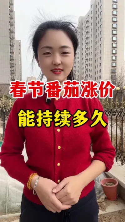 春节期间番茄涨价能持续多久？ #西红柿种植 #西红柿种植技术